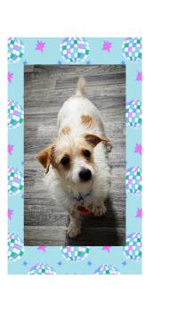 Terrier Dogs Available for Adoption in Lake Geneva, Wisconsin - Tater | PetCurious