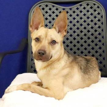 Shepherd Dogs Available for Adoption in Midland, Texas - Malina | PetCurious