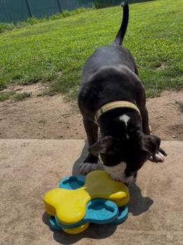 DOUG -  Pit Bull Terrier Dog for Adoption in Springfield, Massachusetts - DOUG | PetCurious