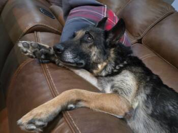 Rescue German Shepherd Dog Dogs for Adoption in El Cajon, California - Stella | PetCurious