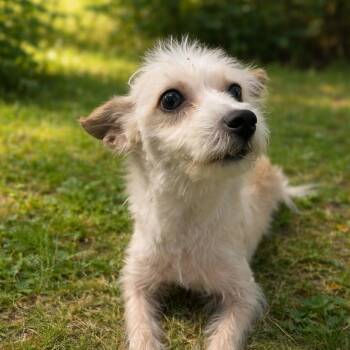 Terrier and Mixed Breed Dogs Available for Adoption in Smithfield, North Carolina - Daisy | PetCurious