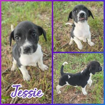 Jessie -  Beagle and Labrador Retriever Dog for Adoption in Blacksburg, South Carolina - Jessie | PetCurious