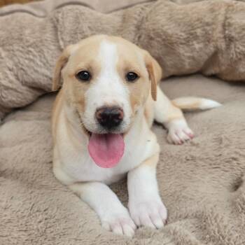 Rosebud TW -  Labrador Retriever and Mixed Breed Dog for Adoption in Austin, Texas - Rosebud TW | PetCurious