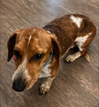 Dachshund Dogs Available for Adoption in Inez, Texas - Cooper | PetCurious