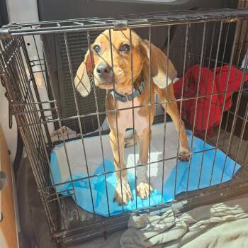 Rosie -  Beagle and Mixed Breed Dog for Adoption in Kansas City, Missouri - Rosie | PetCurious