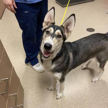 Shiva -  Husky and Shepherd Dog for Adoption in Bristol, Indiana - Shiva | PetCurious
