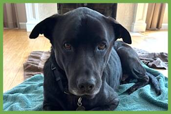 Rescue Rottweiler and German Shepherd Dog Dogs for Adoption in Amherst, Massachusetts - Boogie | PetCurious