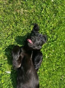 Frankie -  Labrador Retriever Dog for Adoption in Cloquet, Minnesota - Frankie | PetCurious