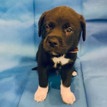 Andy Dwyer -  Mixed Breed Dog for Adoption in Racine, Wisconsin - Andy Dwyer | PetCurious