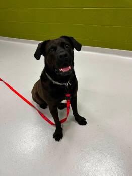COCO (FOSTER OR FOSTER TO ADOPT) -  Mixed Breed Dog for Adoption in Ajax, Ontario - COCO (FOSTER OR FOSTER TO ADOPT) | PetCurious