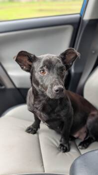 Dahlia -  Chihuahua and Rat Terrier Dog for Adoption in Joppa, Alabama - Dahlia | PetCurious