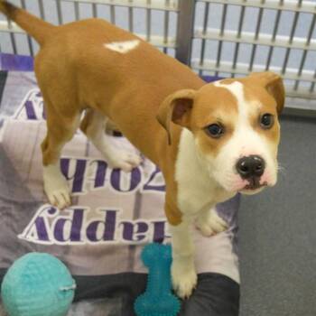 DUDE -  Pit Bull Terrier and Mixed Breed Dog for Adoption in St. Louis, Missouri - DUDE | PetCurious