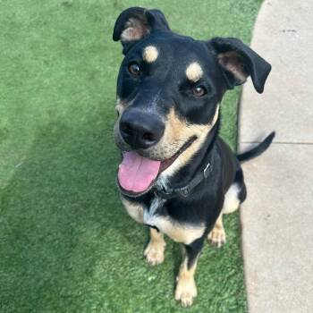 Shepherd and Rottweiler Dogs Available for Adoption - Sammie Sweetheart | PetCurious