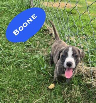 Boone (