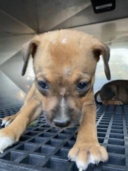 BUTTER -  Mixed Breed Dog for Adoption in Dallas, Texas - BUTTER | PetCurious