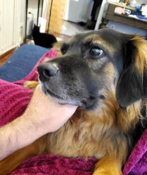 Rescue Collie Dogs for Adoption in Paris, Kentucky - Wendall | PetCurious