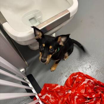 Chip Clip -  Australian Shepherd and Cattle Dog Dog for Adoption in Austin, Texas - Chip Clip | PetCurious