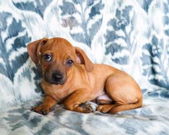 Queso -  Pug and Mixed Breed Dog for Adoption in San Antonio, Texas - Queso | PetCurious