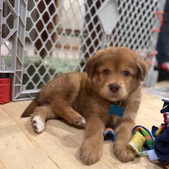 Retriever and Australian Shepherd Dogs Available for Adoption in Minneapolis, Minnesota - Malcom | PetCurious