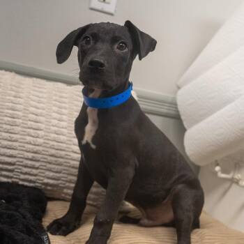 Ronnie -  Terrier and Mixed Breed Dog for Adoption in Pawling, New York - Ronnie | PetCurious