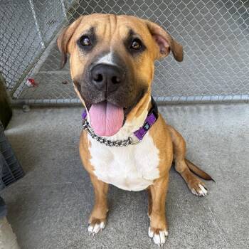 Rescue Mixed Breed Dogs for Adoption in Waynesburg, Pennsylvania - Arabella | PetCurious