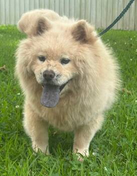 Rescue Mixed Breed Dogs for Adoption in Groveland, Massachusetts - Agnes | PetCurious