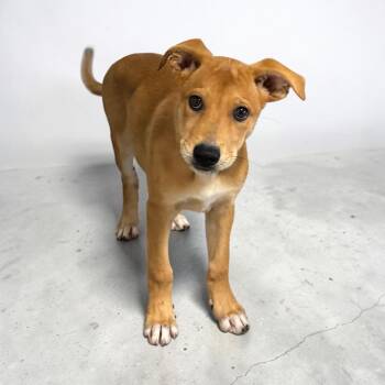 Piper -  Shepherd and Black Mouth Cur Dog for Adoption in Kenedy, Texas - Piper | PetCurious