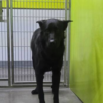 HPC-Stray-56040 -  Black Labrador Retriever Dog for Adoption in San Jacinto, California - HPC-Stray-56040 | PetCurious