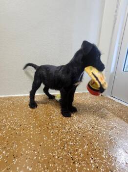 Poodle and Mixed Breed Dogs Available for Adoption in Jackson, Tennessee - Anakin | PetCurious