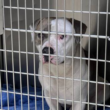 Mixed Breed Dogs Available for Adoption in Winston-salem, North Carolina - Apple Juice | PetCurious
