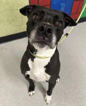 Rescue Pit Bull Terrier Dogs for Adoption in Indianapolis, Indiana - BEEZER | PetCurious