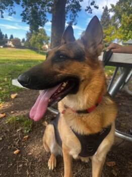 Lulu -  Shepherd Dog for Adoption in Napa, California - Lulu | PetCurious