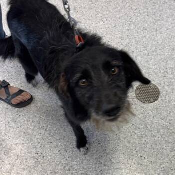 Bear -  Labradoodle Dog for Adoption in Des Moines, Iowa - Bear | PetCurious