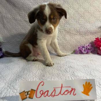 Gaston -  Australian Shepherd Dog Available for Adoption in Boerne, Texas - Gaston | PetCurious