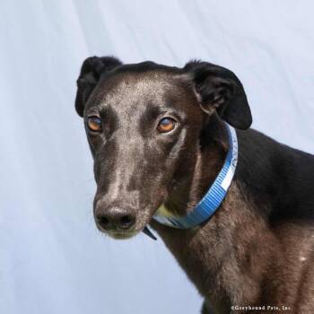 Polly -  Greyhound Dog for Adoption in Woodinville, Washington - Polly | PetCurious
