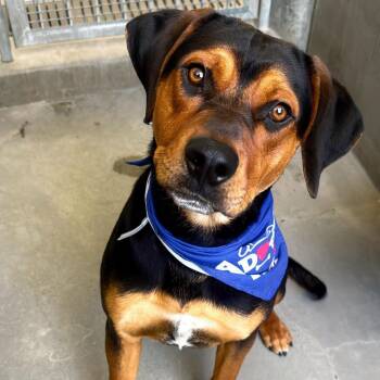 Rottweiler and Mixed Breed Dogs Available for Adoption in Los Angeles, California - Maddox A5769209 | PetCurious