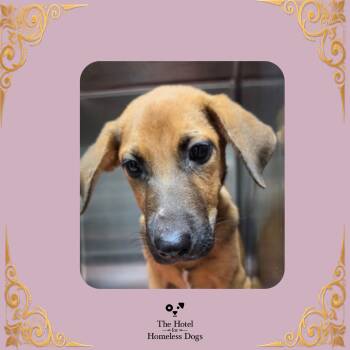 Parsnip -  Hound and Mixed Breed Dog for Adoption in Cumberland, Rhode Island - Parsnip | PetCurious