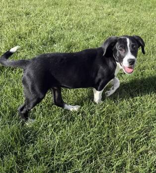 Texas Ranger -  Labrador Retriever Dog for Adoption in Salt Lake City, Utah - Texas Ranger | PetCurious