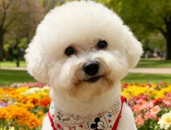 Bichon Frise Dogs Available for Adoption in City Of Industry, California - Phoebe | PetCurious