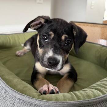 Madeira Blueberry -  Mixed Breed Dog for Adoption in Savannah, Georgia - Madeira Blueberry | PetCurious