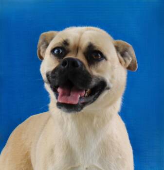 CUBA -  Pug Dog for Adoption in Pasadena, California - CUBA | PetCurious