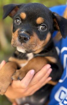 Rescue Chihuahua and Mixed Breed Dogs for Adoption in Los Angeles, California - Tygina | PetCurious