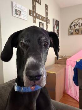 Maverick -  Great Dane Dog for Adoption in Brighton, New York - Maverick | PetCurious