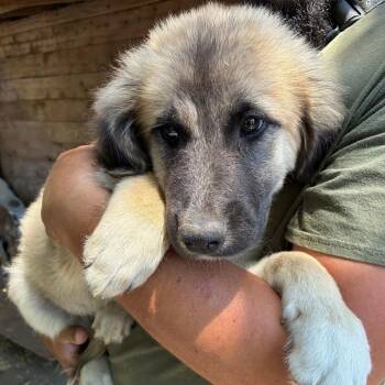 MEKONG -  Great Pyrenees and Mixed Breed Dog for Adoption in Richmond, California - MEKONG | PetCurious