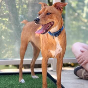 Smudge -  Chihuahua Dog for Adoption in Golden, Colorado - Smudge | PetCurious