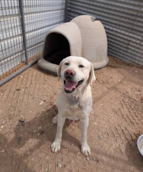 Labrador Retriever Dogs Available for Adoption in Heber City, Utah - Max | PetCurious