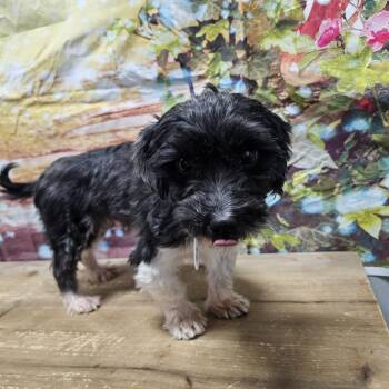 Harriett -  Havanese Dog for Adoption in Normal, Illinois - Harriett | PetCurious