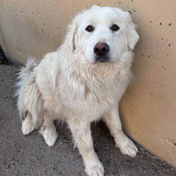 Rescue Great Pyrenees Dogs for Adoption in Grand Junction, Colorado - Lola | PetCurious