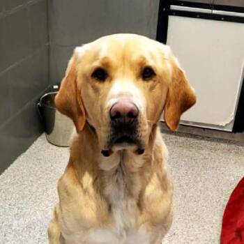 Yellow Labrador Retriever Dogs Available for Adoption - Bauer | PetCurious