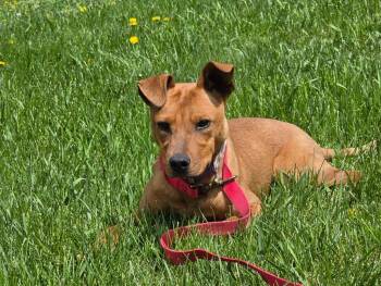 Rhodesian Ridgeback Dogs Available for Adoption in Viroqua, Wisconsin - Rebel | PetCurious